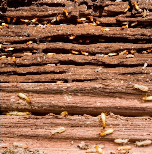 Commercial Pest Control